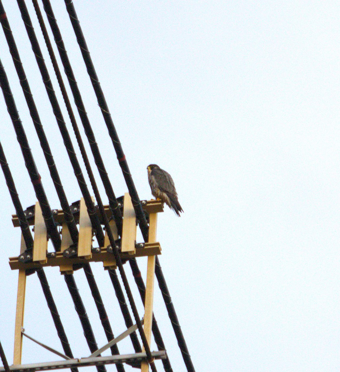 遊隼 - ML644892537