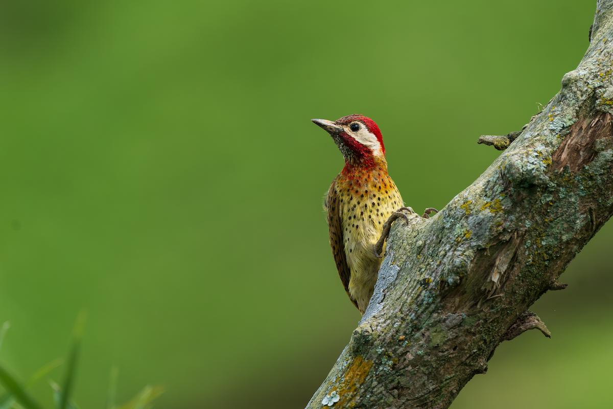 Spot-breasted Woodpecker - ML644892539