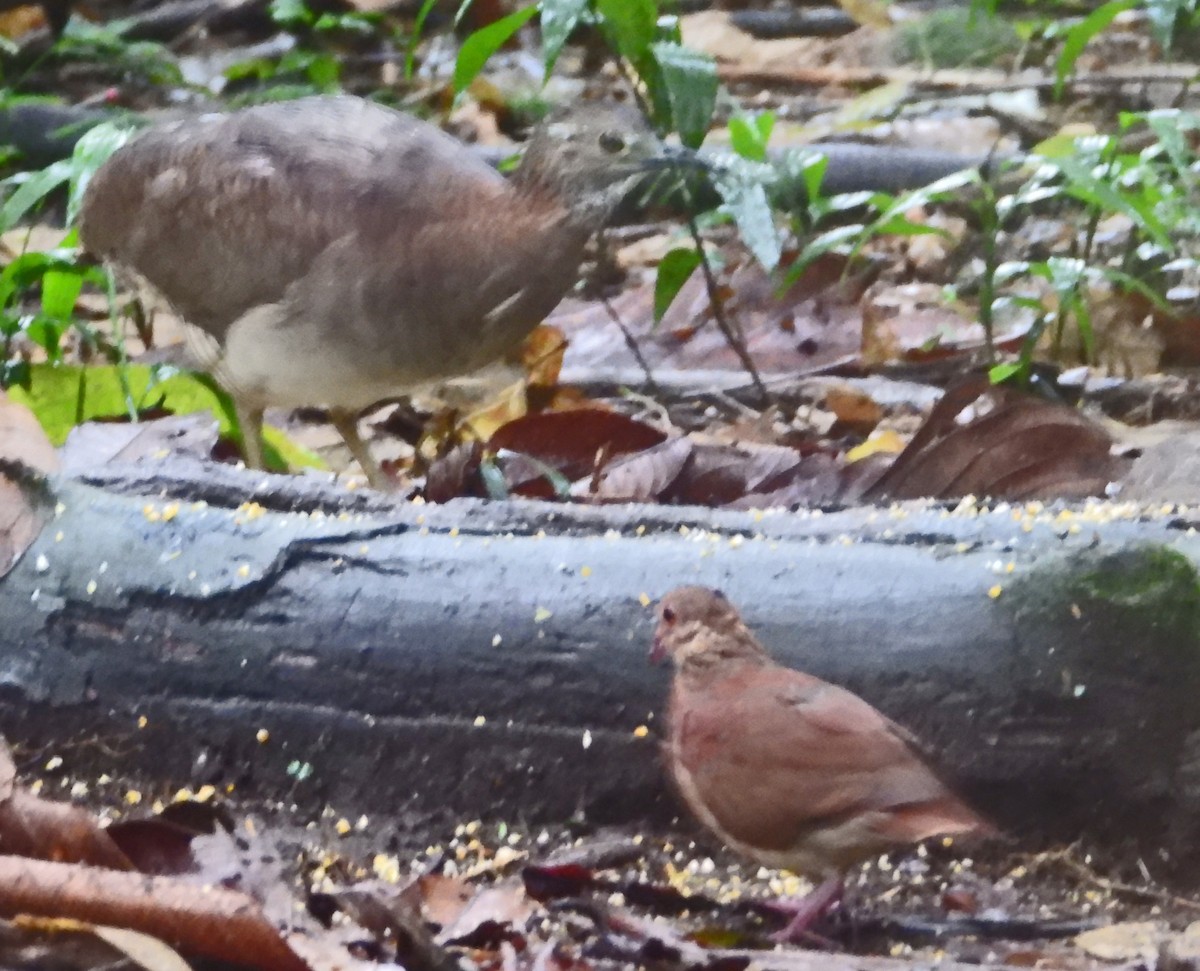 Ruddy Quail-Dove - ML644892544