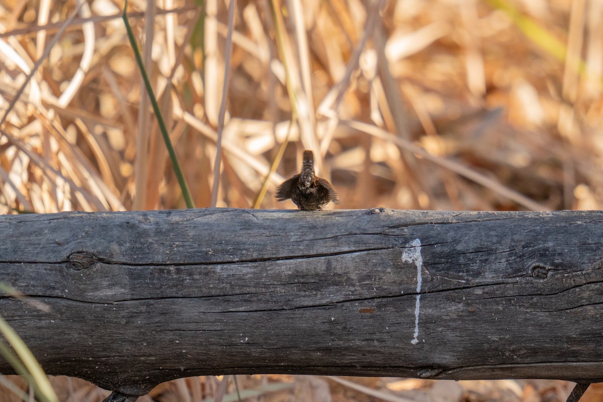 Winter Wren - ML644892559