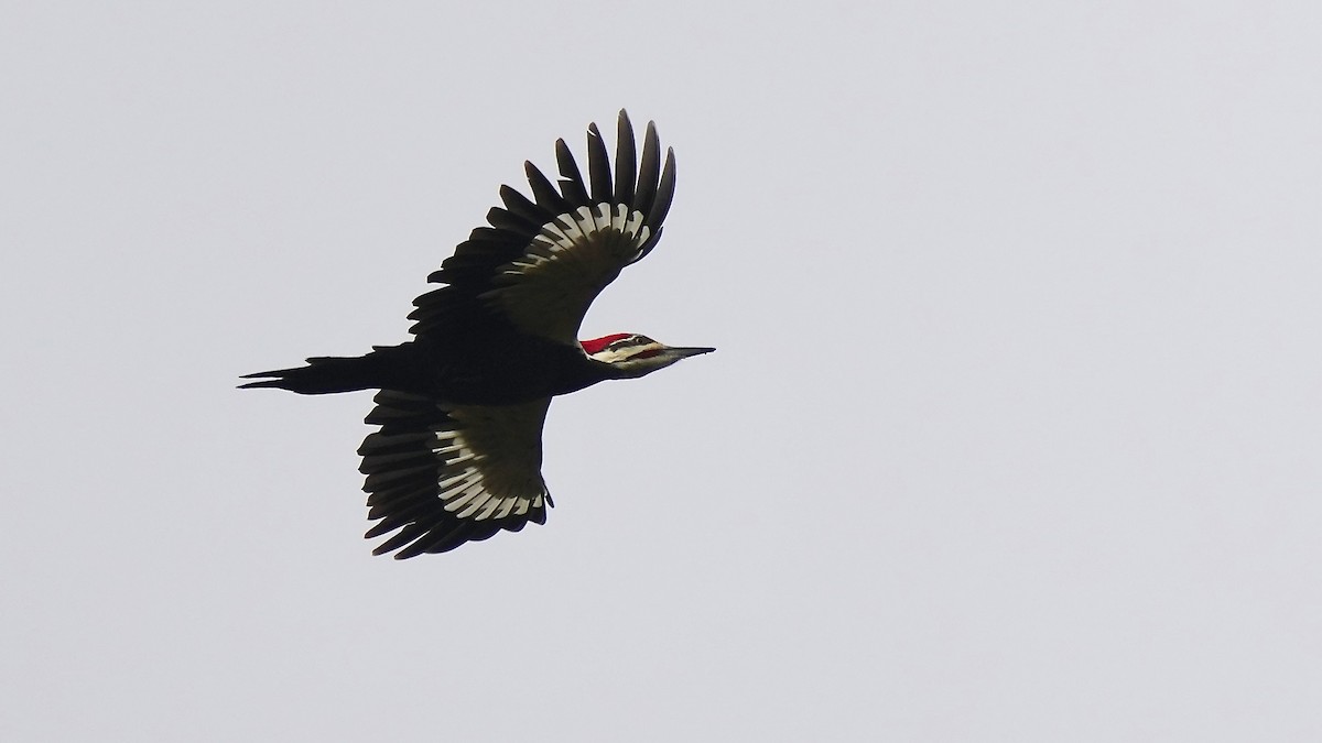 Pileated Woodpecker - ML644892564