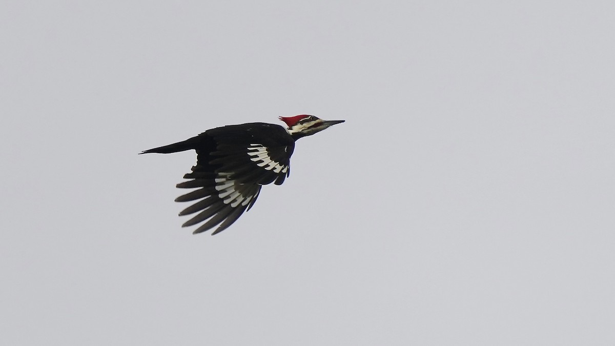 Pileated Woodpecker - ML644892567