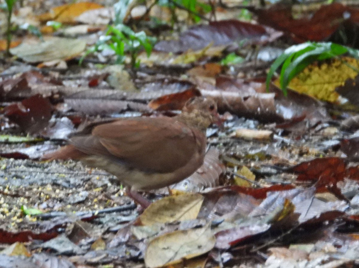 Ruddy Quail-Dove - ML644892572