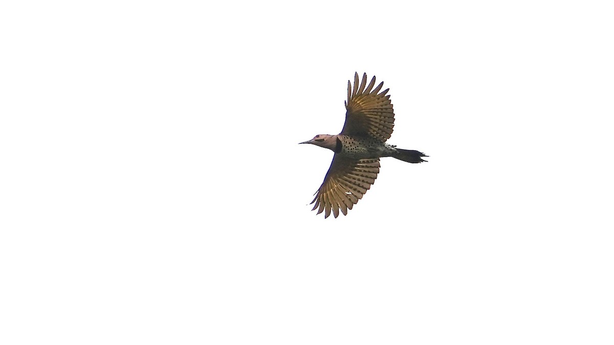 Northern Flicker - ML644892578