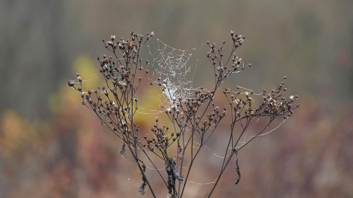 Arachnids - ML644892585