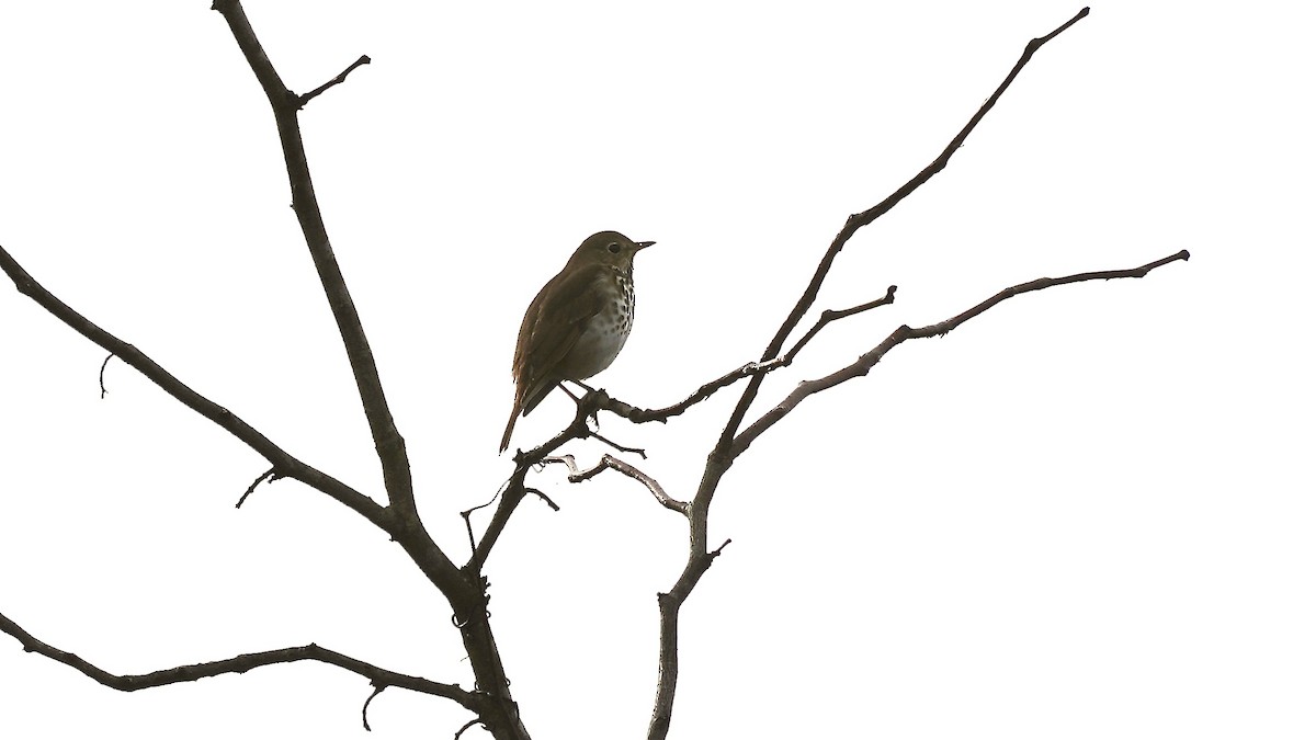 Hermit Thrush - ML644892614