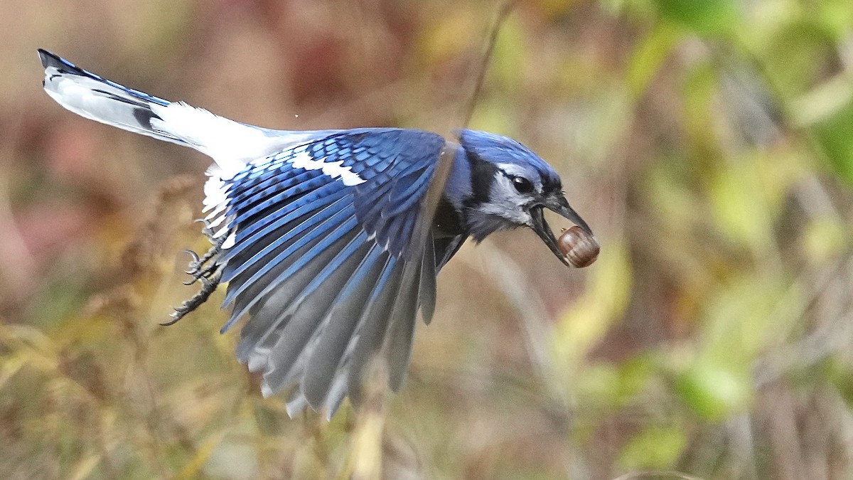 Blue Jay - ML644892672