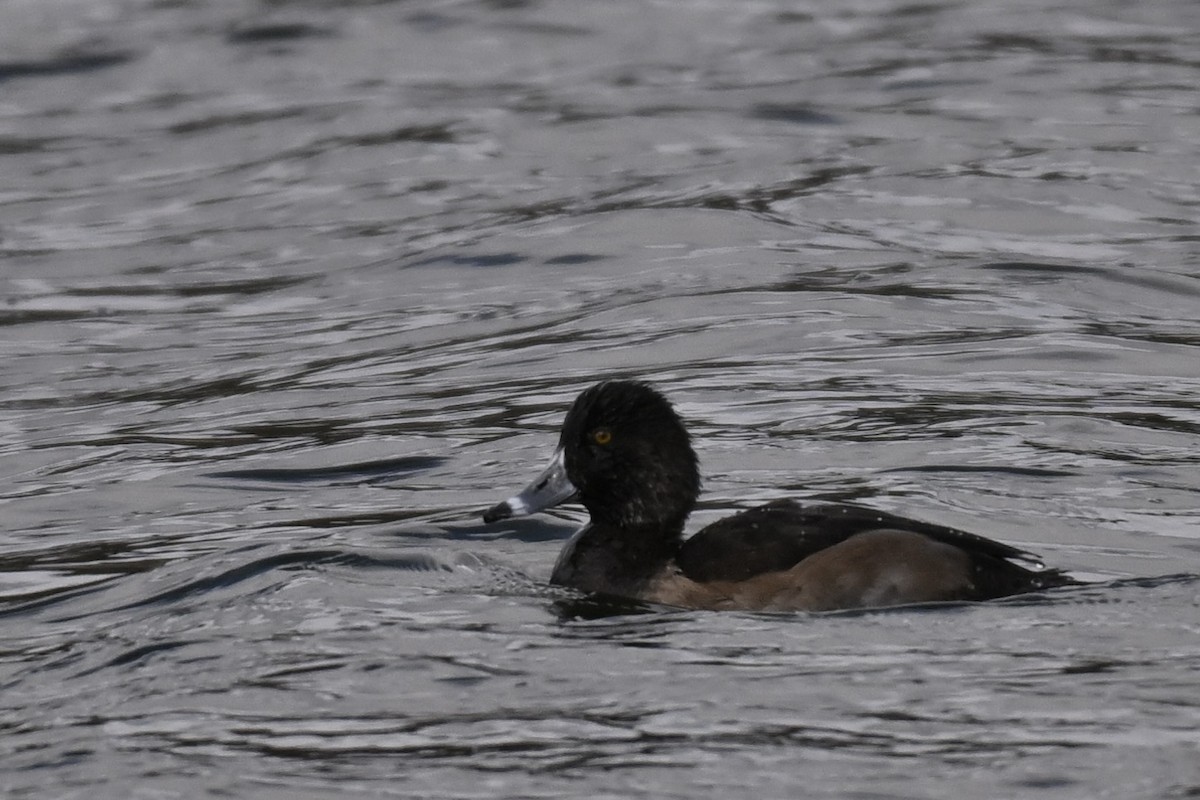 polák proužkozobý - ML644892676