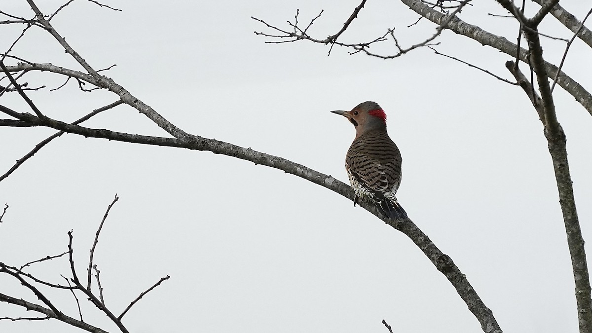 Northern Flicker - ML644892681