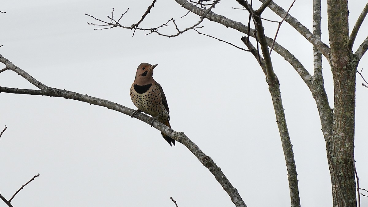 Northern Flicker - ML644892689