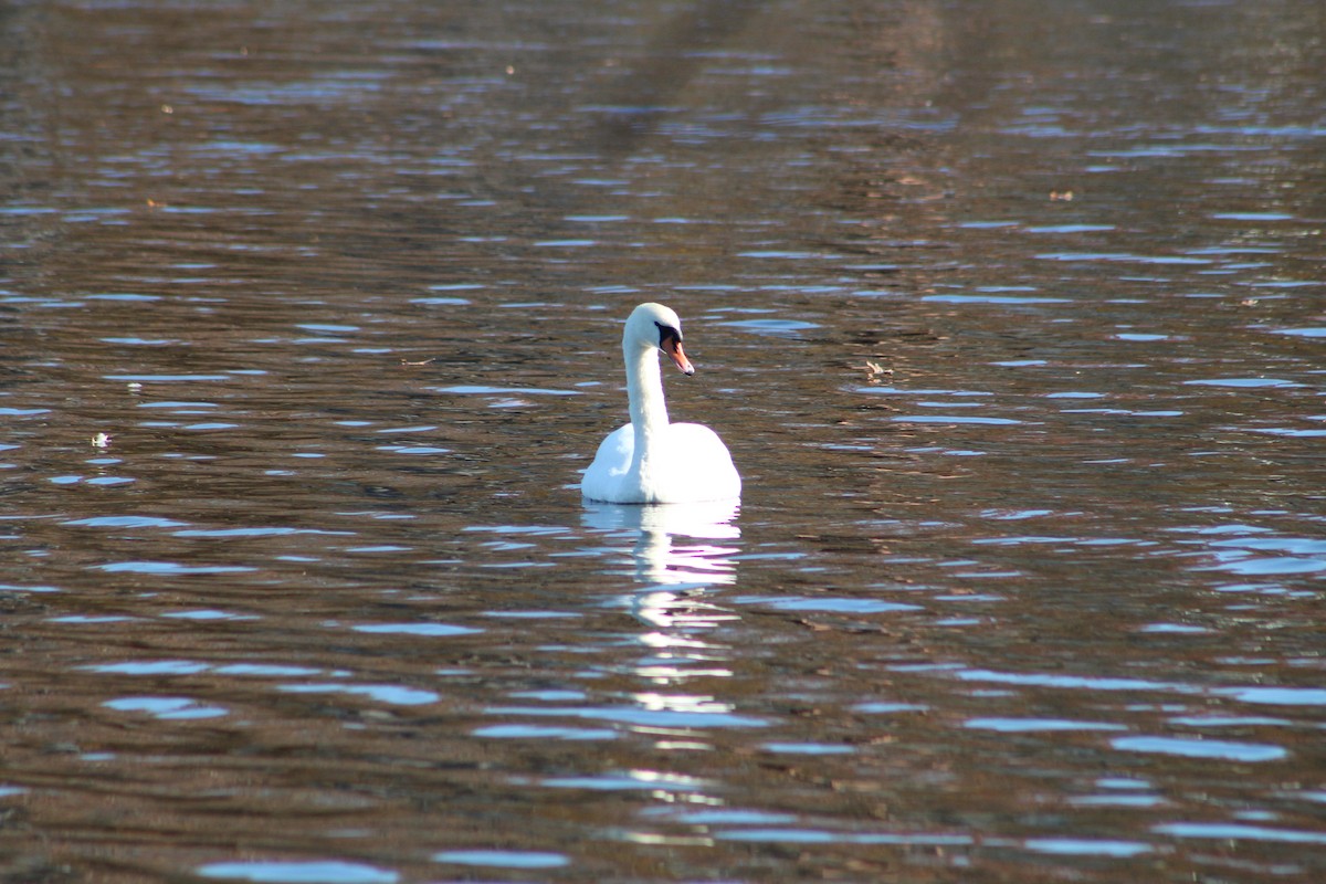 Mute Swan - ML644892693