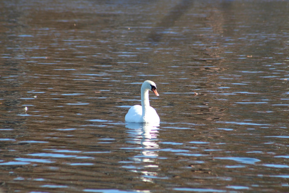 Mute Swan - ML644892694