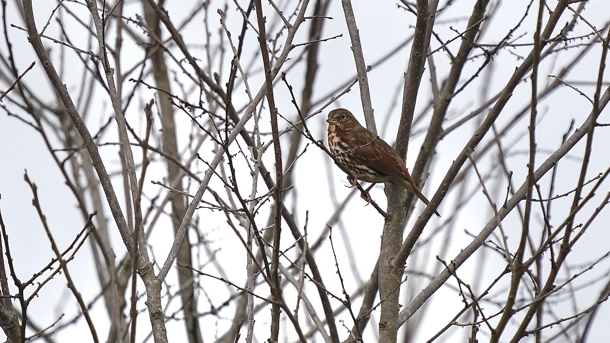 Fox Sparrow - ML644892701