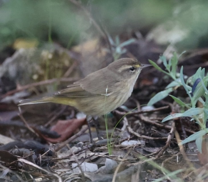 Palm Warbler - ML644892710