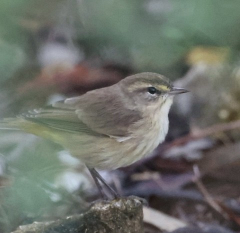 Palm Warbler - ML644892711