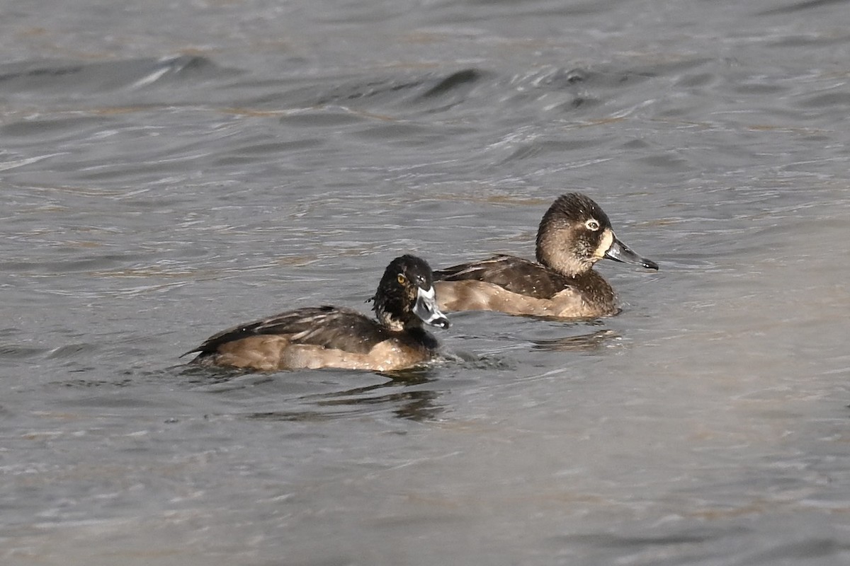 polák proužkozobý - ML644892733