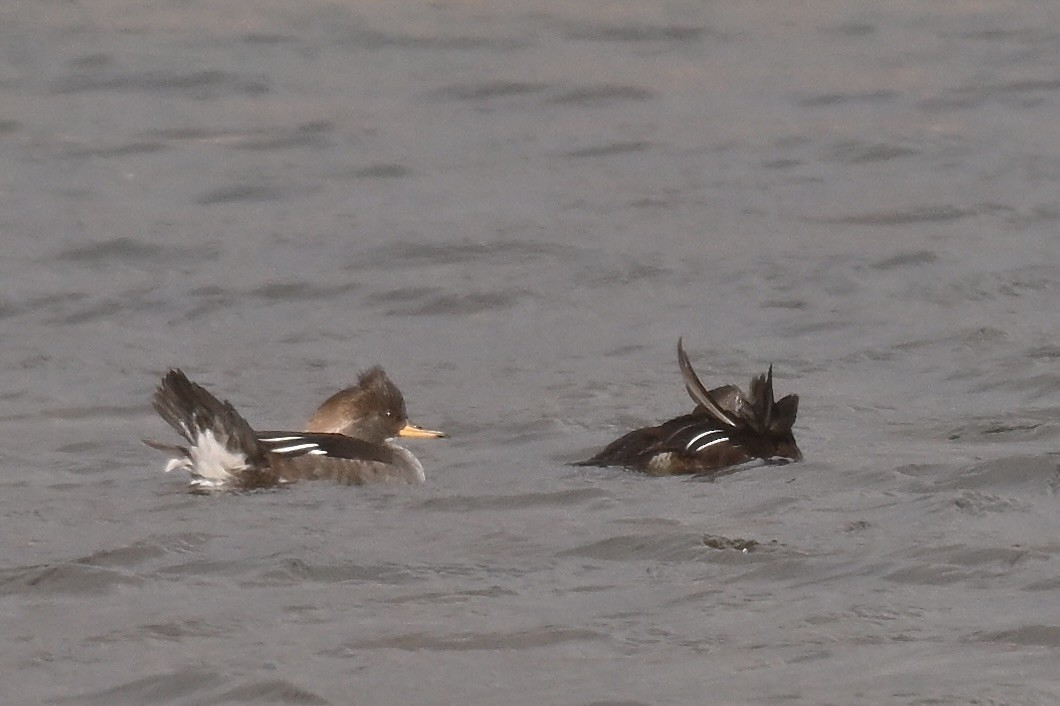 morčák chocholatý - ML644892754