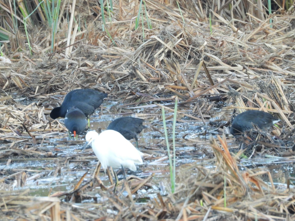 Amerika Sutavuğu - ML644892806