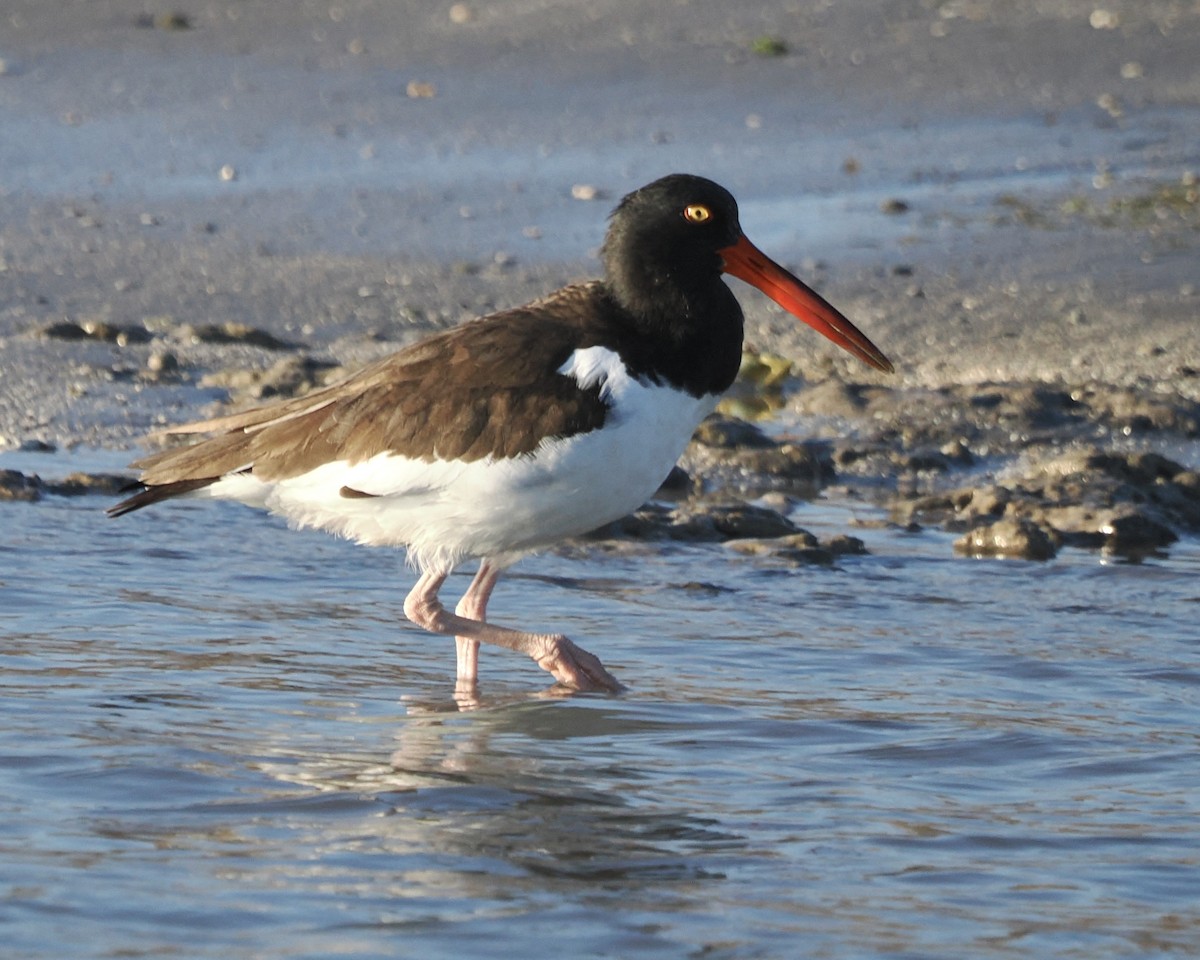 American Oystercatcher - ML644892807