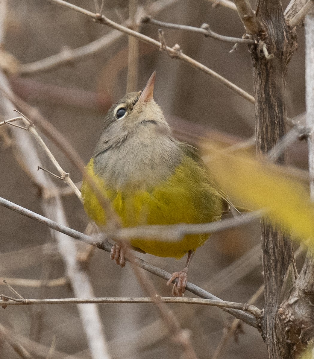 MacGillivray's Warbler - ML644892819