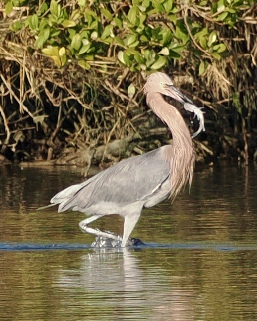 Reddish Egret - ML644892823