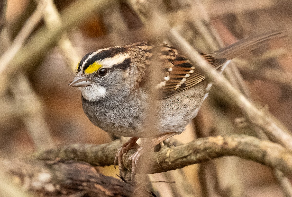 White-throated Sparrow - ML644892828