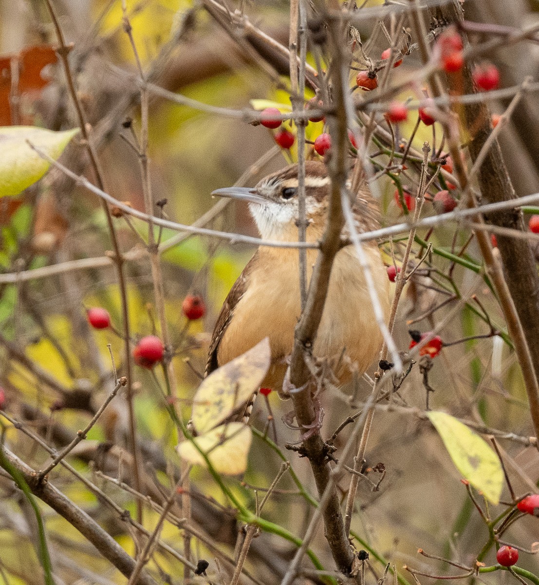 Carolina Wren - ML644892840