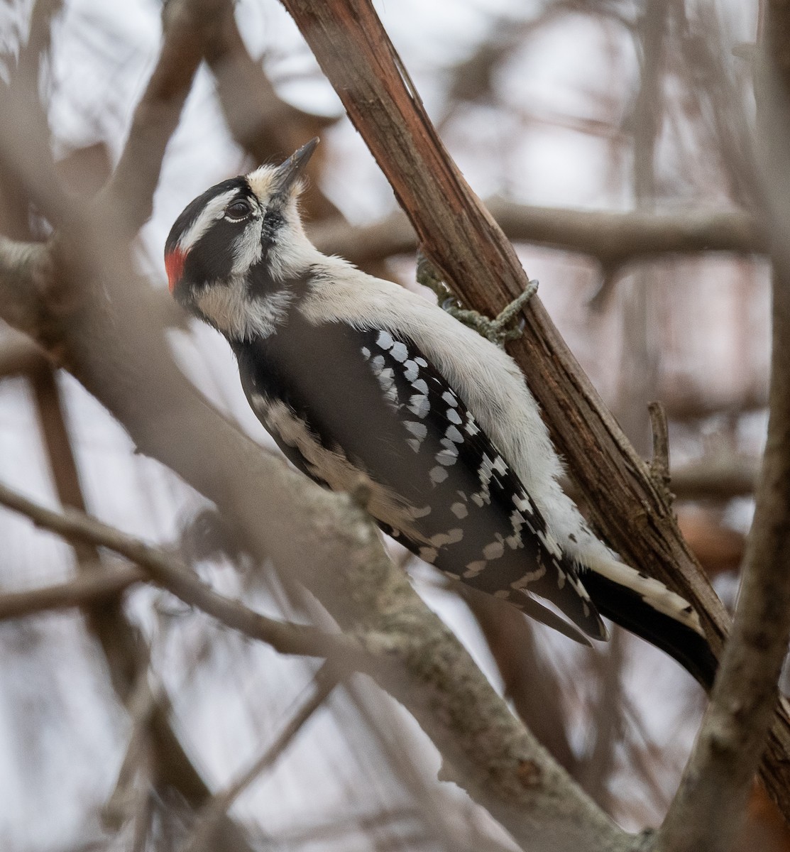 Downy Woodpecker - ML644892855