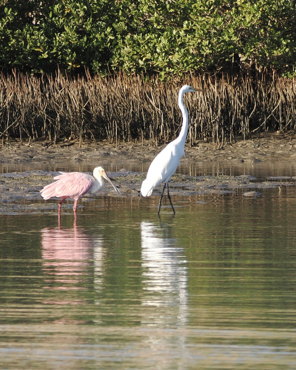 Roseate Spoonbill - ML644892863