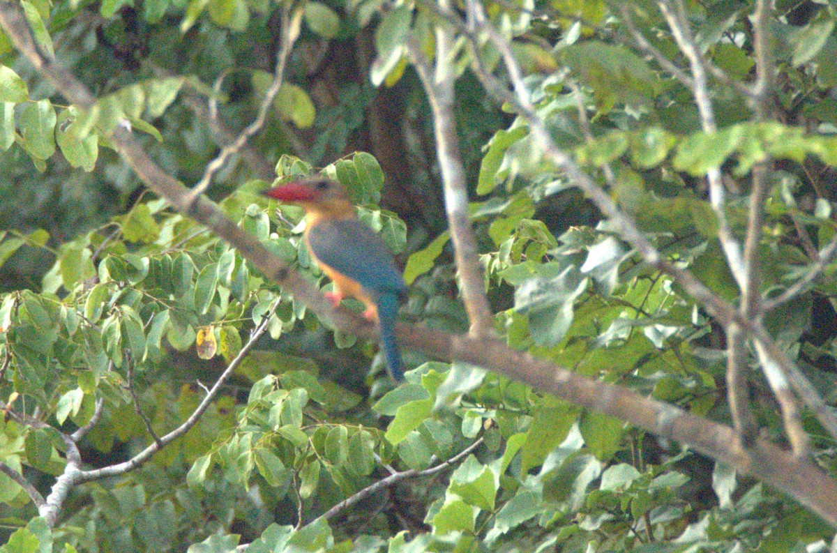 ledňáček čápozobý - ML644892879