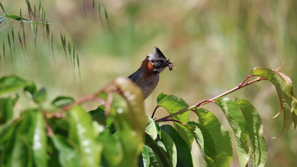 Morgenammer - ML644892883