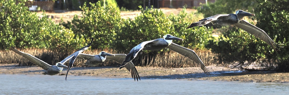 Brown Pelican - ML644892892