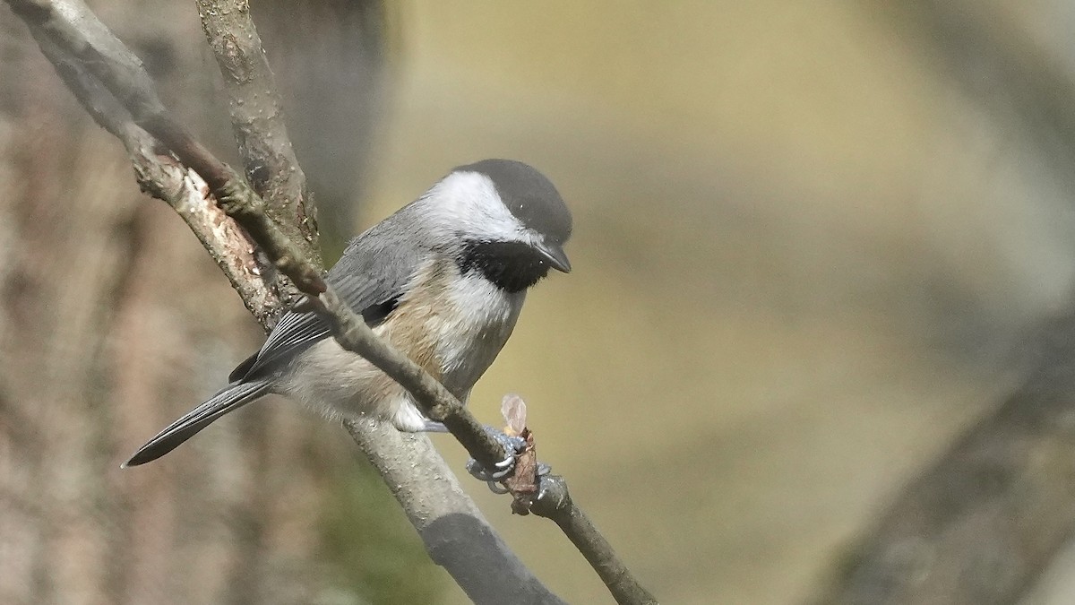 Carolina Chickadee - ML644892895