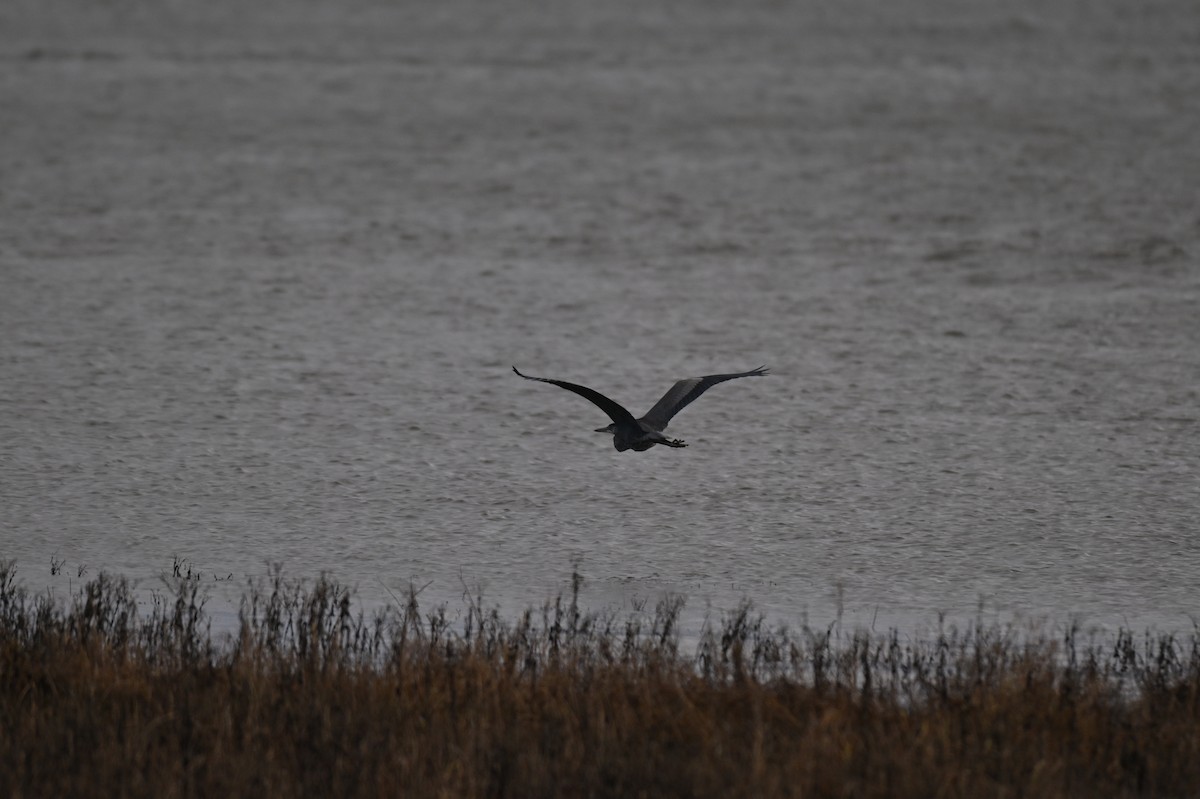 volavka velká - ML644892902