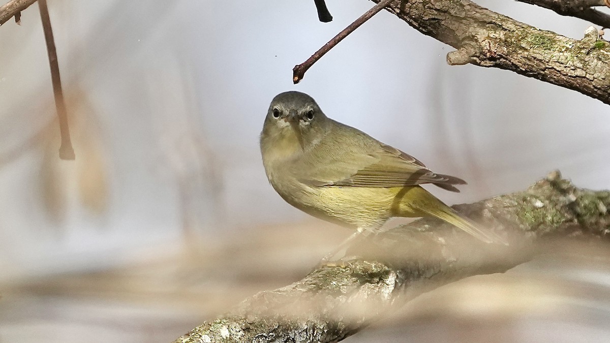 Orange-crowned Warbler - ML644892904