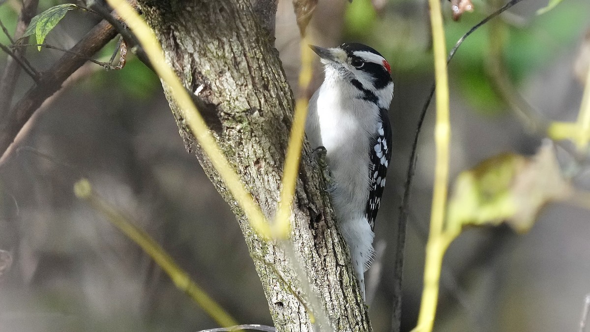 Downy Woodpecker - ML644892916