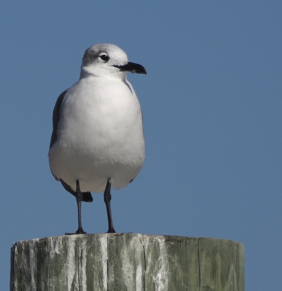 Laughing Gull - ML644892922