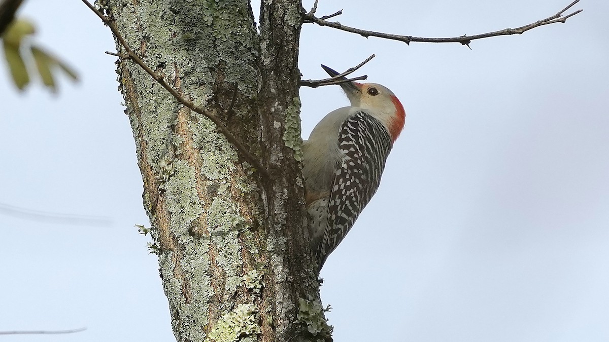 Carpintero de Carolina - ML644892929