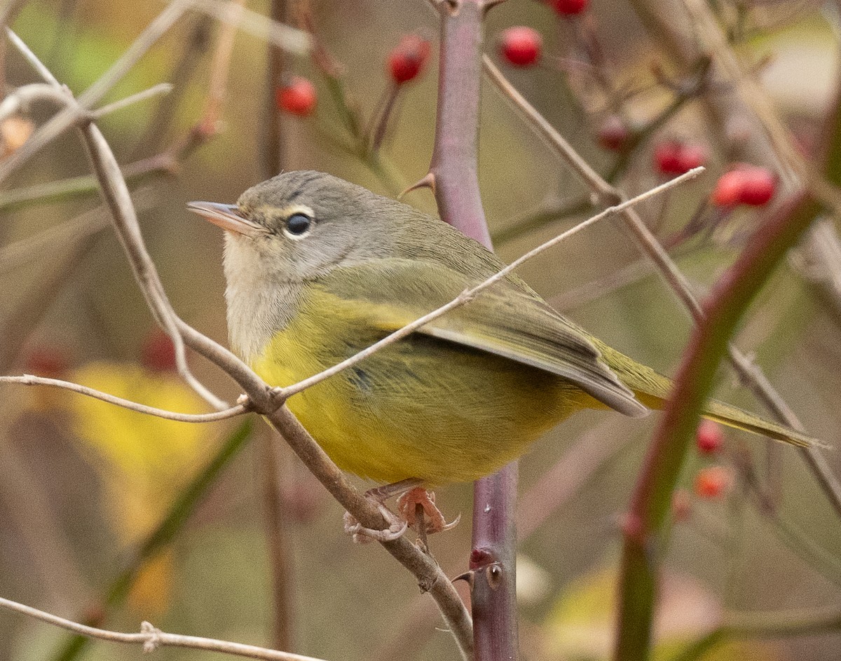 MacGillivray's Warbler - ML644892940