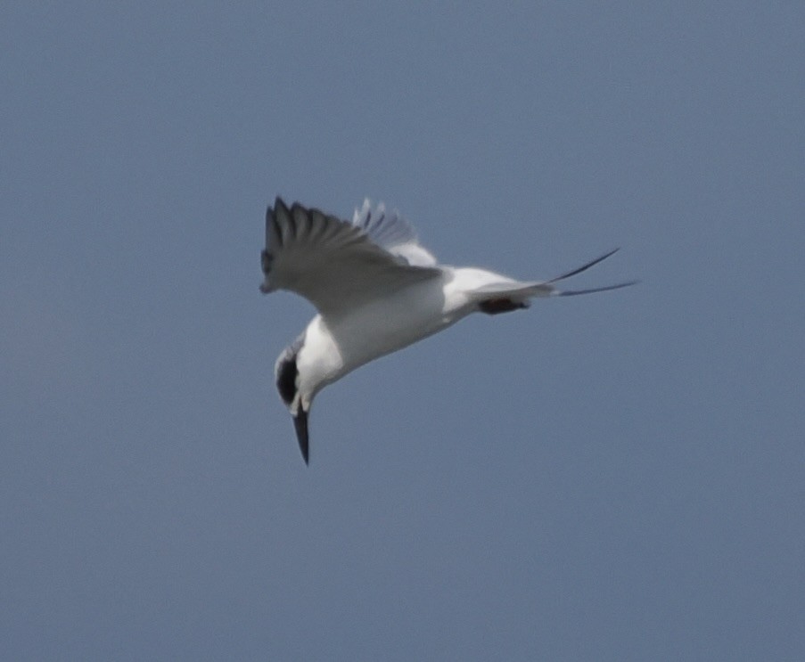 Forster's Tern - ML644892941