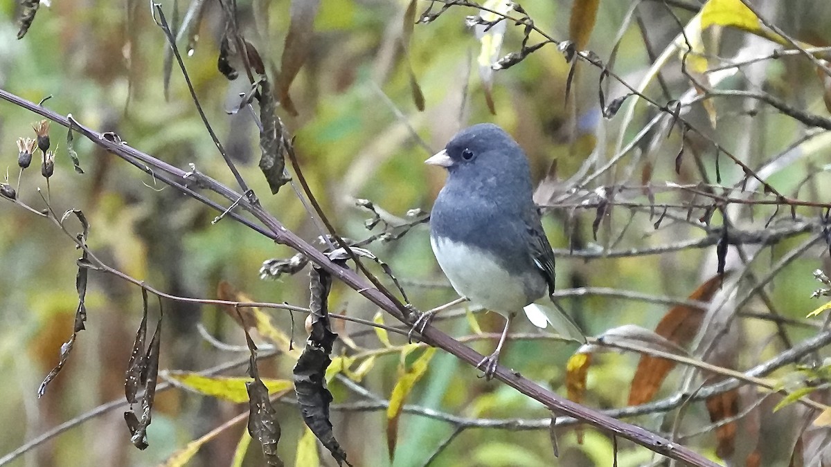Dark-eyed Junco - ML644892942
