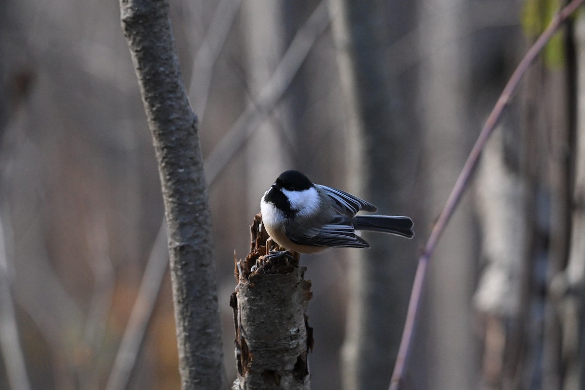 sýkora černohlavá - ML644892943