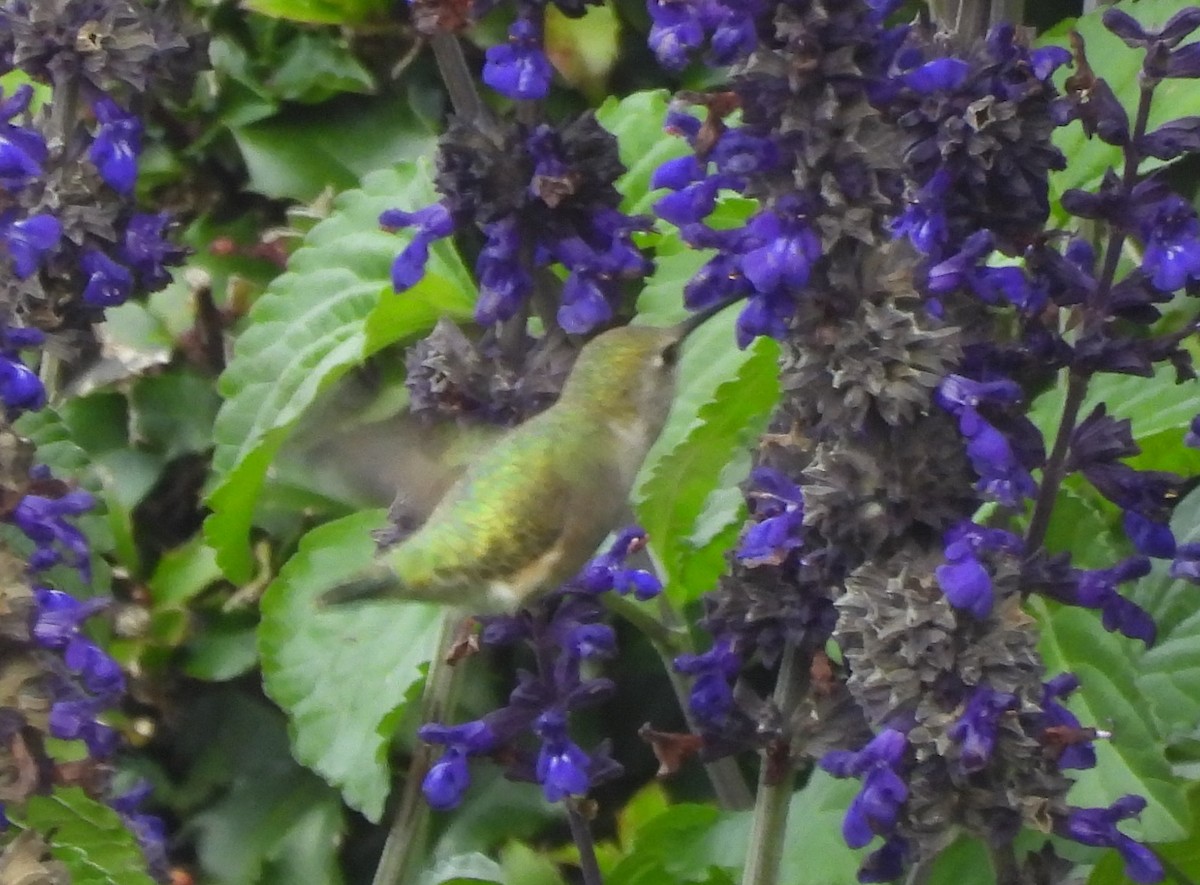 Black-chinned Hummingbird - ML644892961
