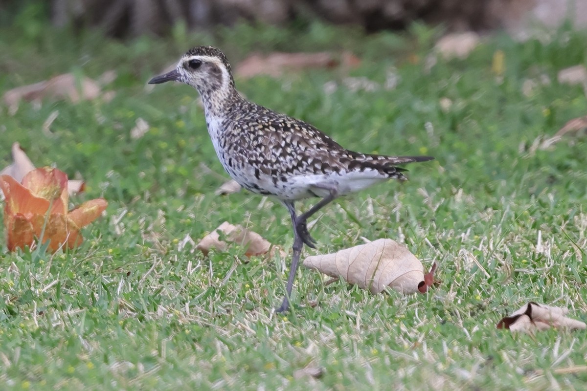 חופזי קטן - ML644892980