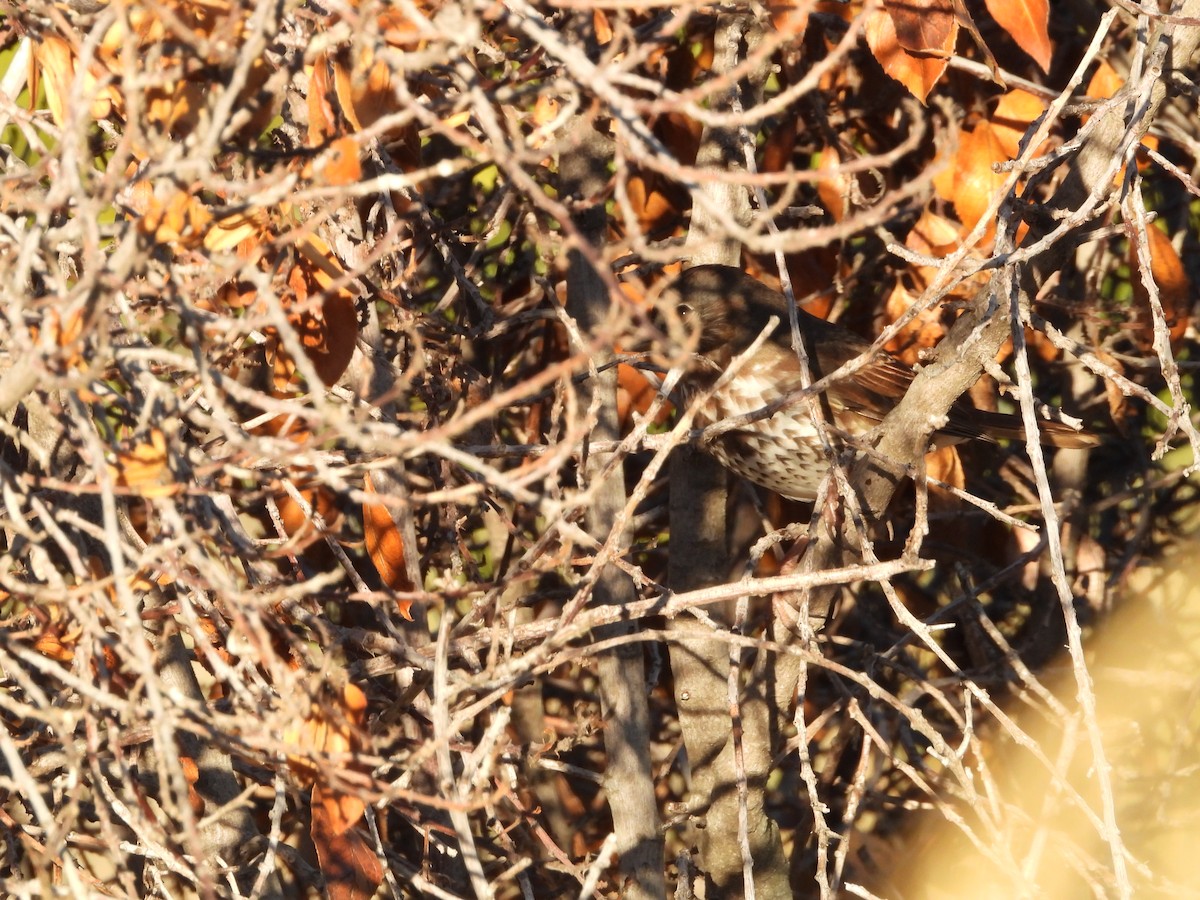 גיבתונית חומת-זנב - ML644892982