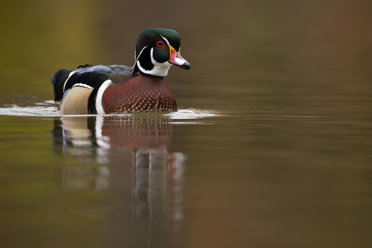 מנדרין אמריקני - ML644892984