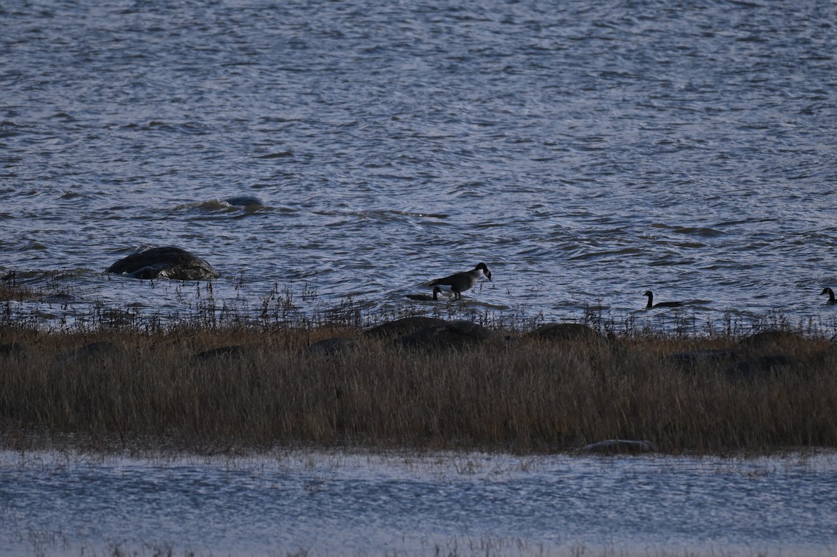 ברנטה קנדית - ML644892985