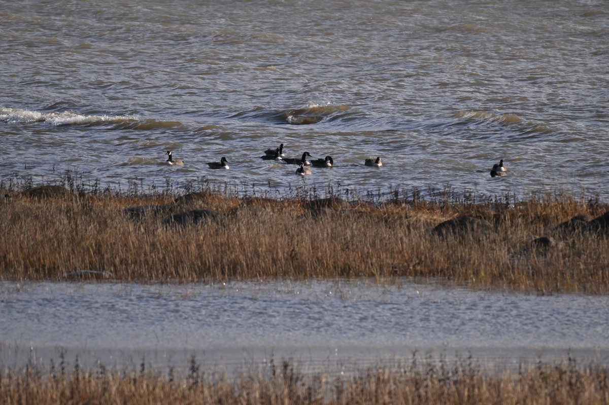 ברנטה קנדית - ML644892986