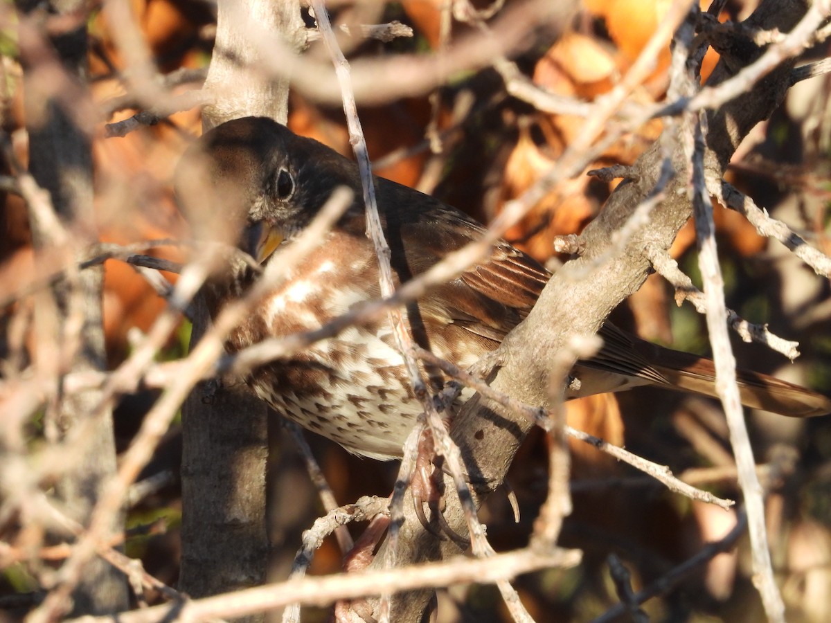 גיבתונית חומת-זנב - ML644892988