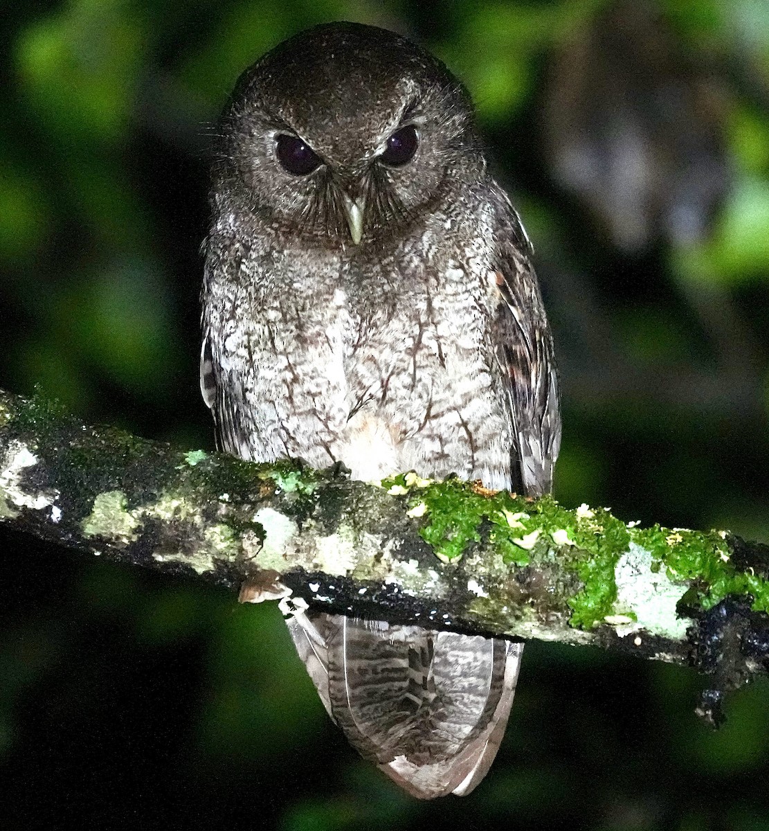 Rufescent Screech-Owl - ML644892989